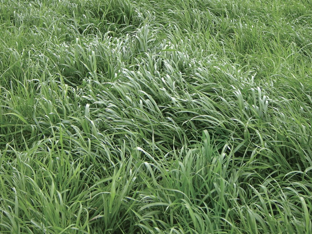 FORRAJE TETRABLEND 444