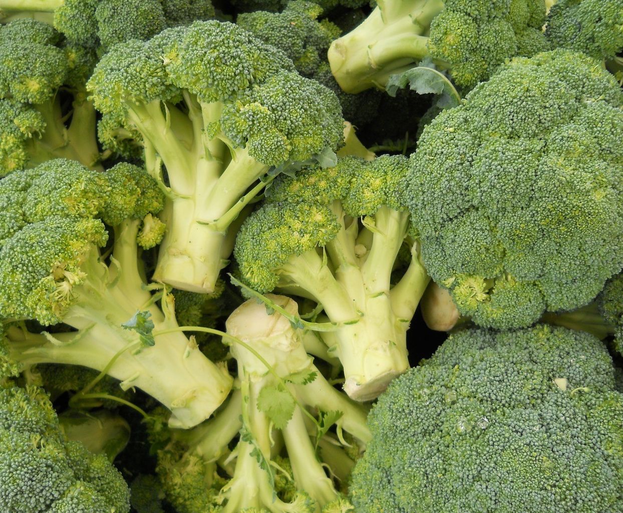 BRÓCOLI VARIEDAD ITÁLICA