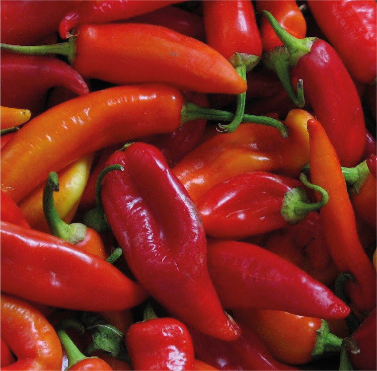 AJÍ JALAPEÑO