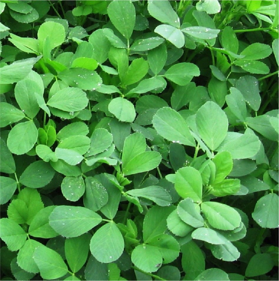 ALFALFA MOAPA 69 LEGUMINOSA