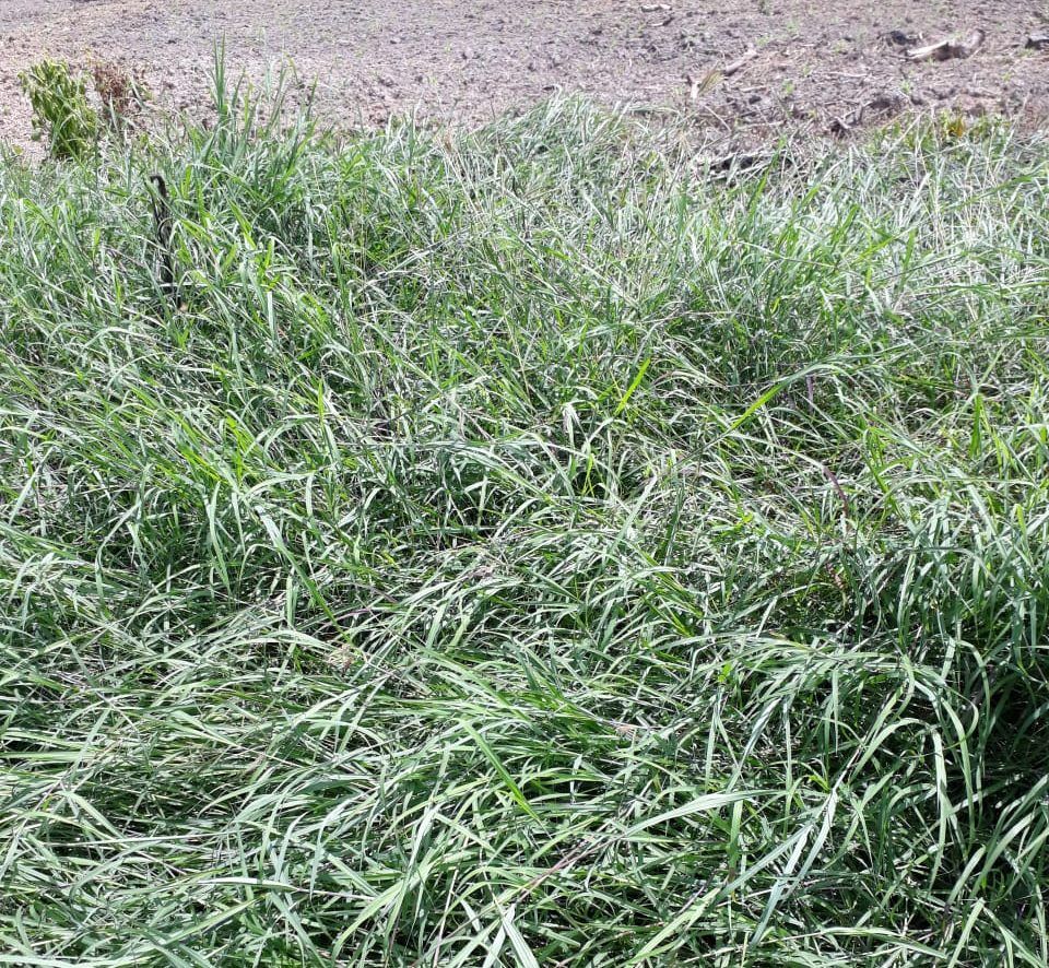 SEMILLA ANGLETÓN CLIMACUNA