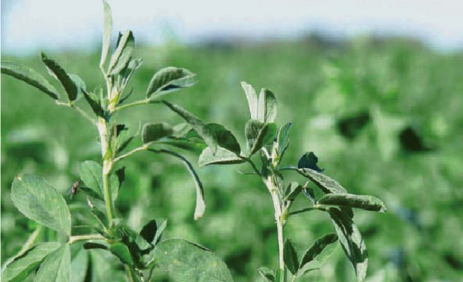 ALFALFA CUF 101 LEGUMINOSA