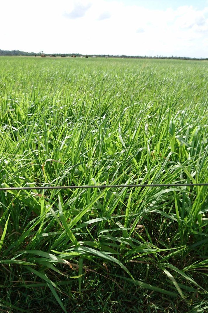 SEMILLA BRACHIARIA DECUMBENS