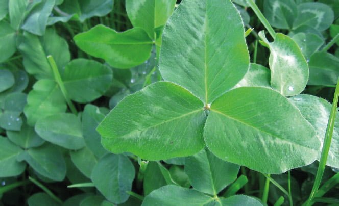 SEMILLA CARRETÓN ROJO GIGANTE