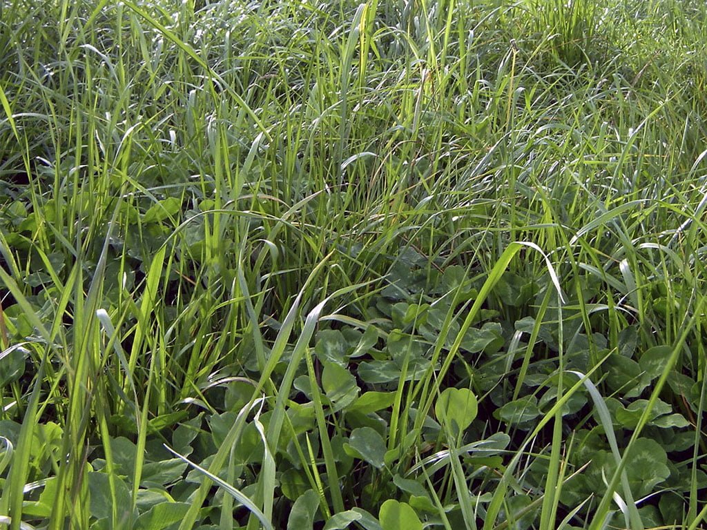 FORRAJE TETRABLEND 880 DRY