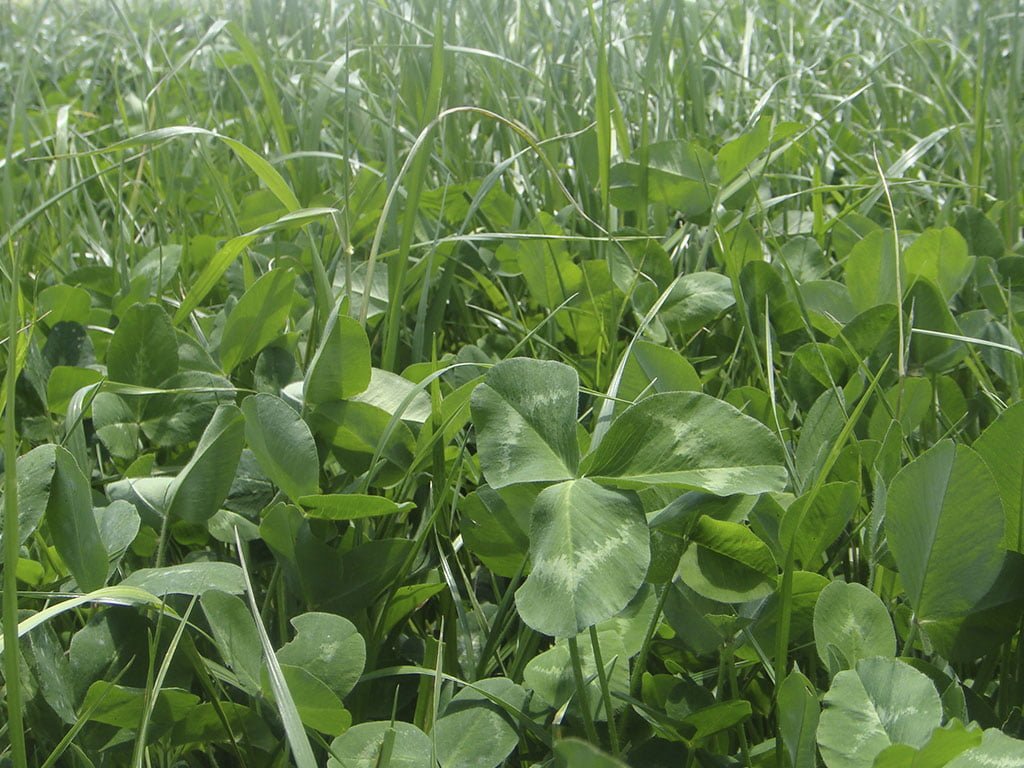 FORRAJE TETRABLEND PROTEICO