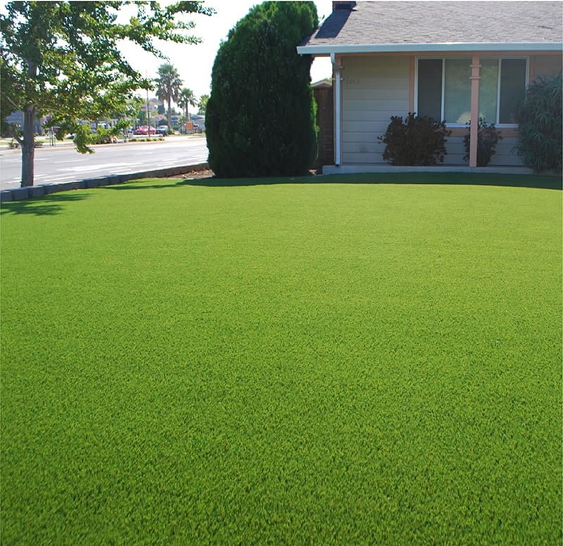 SEMILLA BERMUDA GRASS