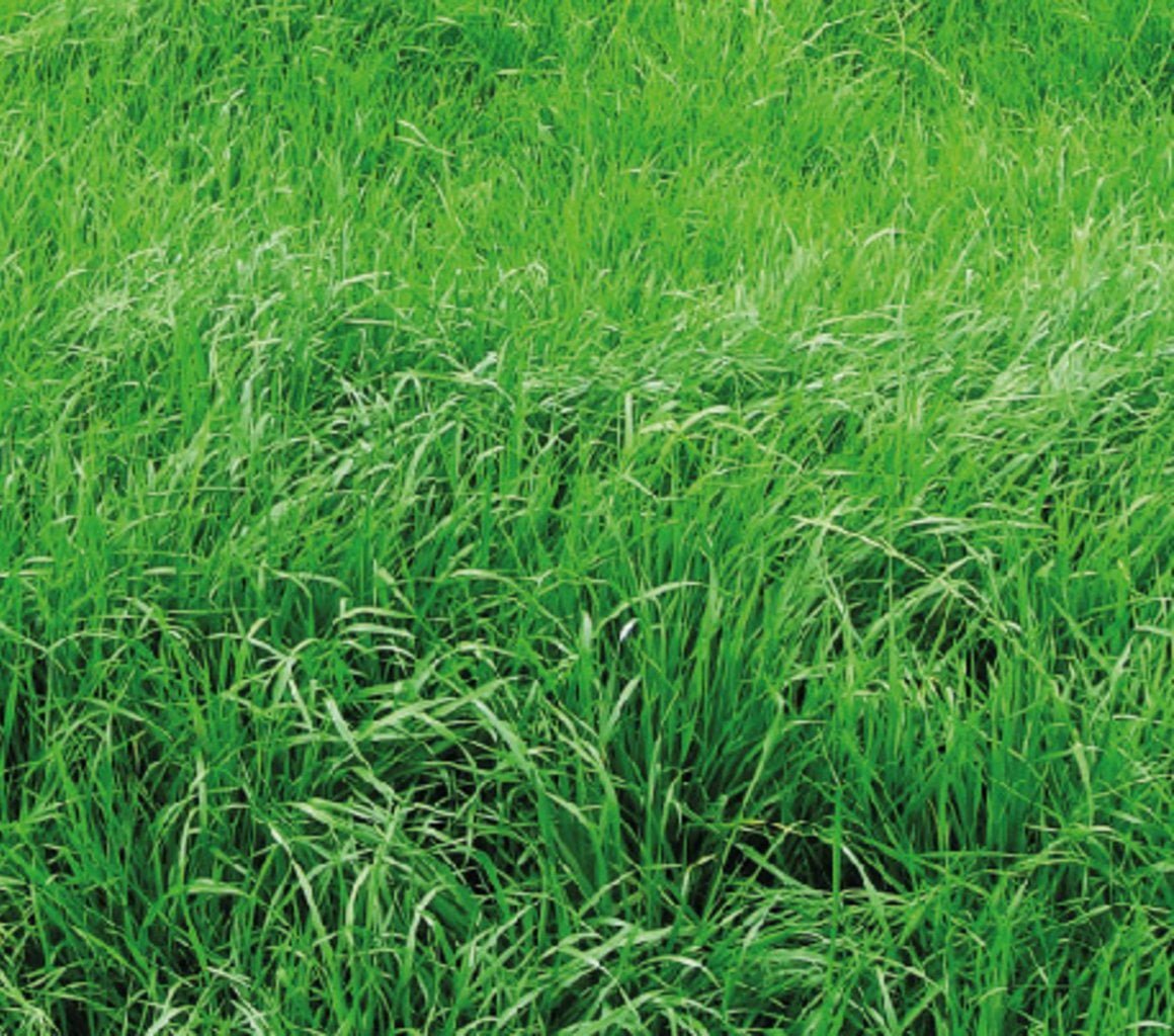 RYEGRASS ANUAL GULF