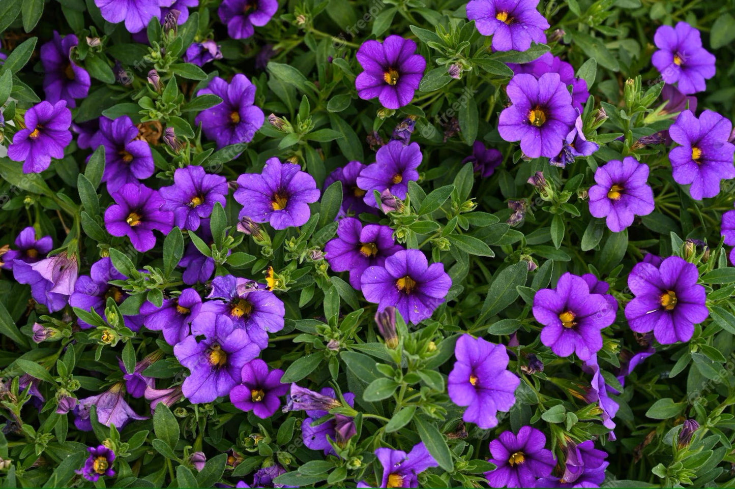 SEMILLA DE PETUNIA