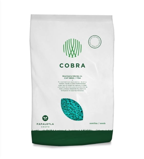 BRACHIARIA HIBRIDO COBRA