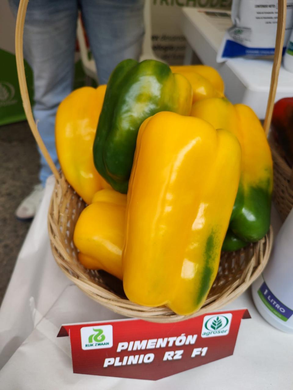 Pimimentón Plinio RZ (Lamuyo amarillo)