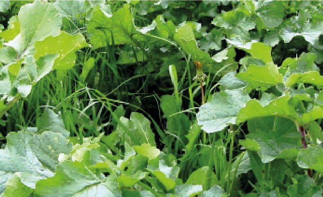 SEMILLA RÁBANO TERRANOVA FORRAJERO