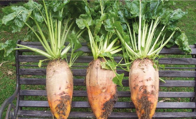 SEMILLA REMOLACHA BRIGADIER FORRAJERA