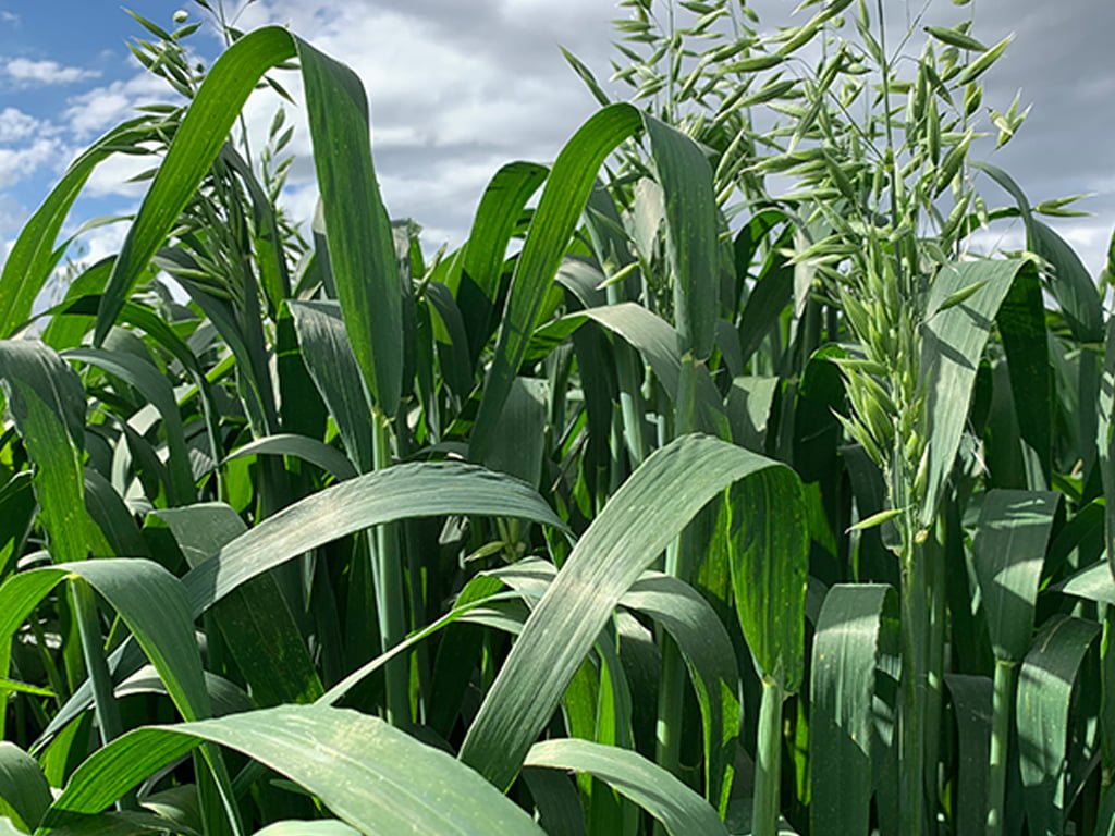 SEMILLA AVENA ALTOANDINA