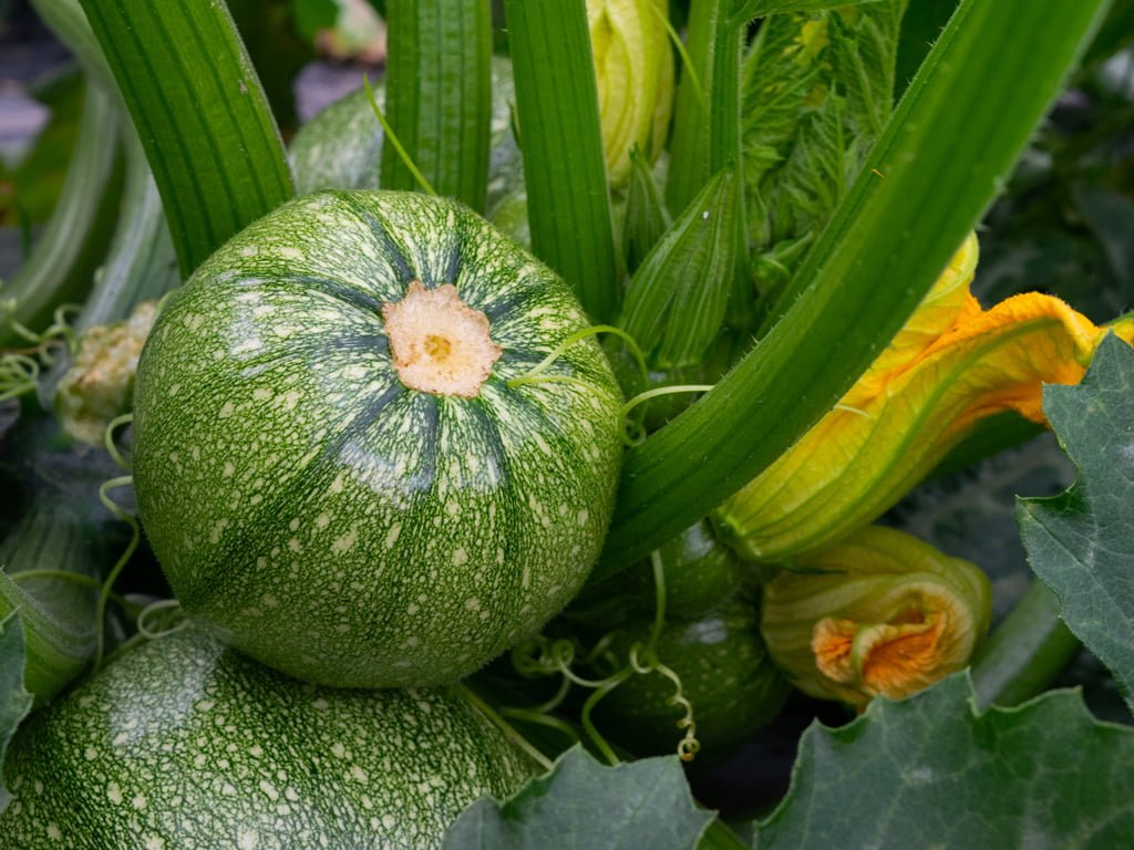 SEMILLA CALABACIN GEODE F1