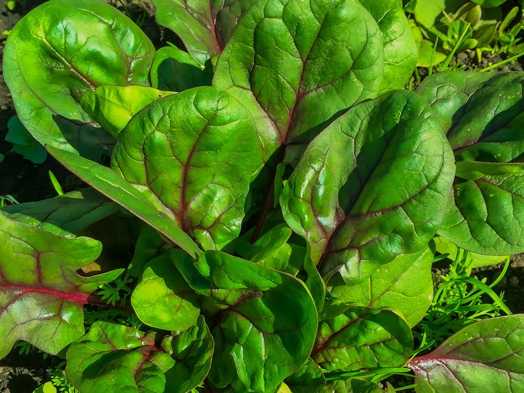 SEMILLA ESPINACA MELODY F1