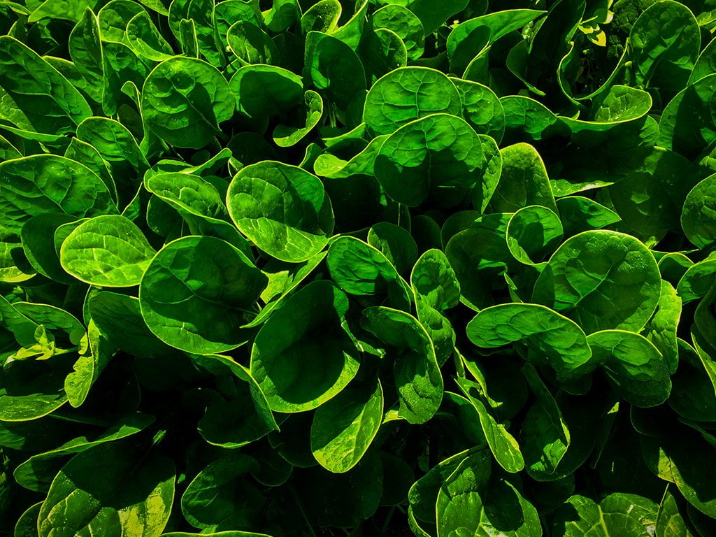 SEMILLA ESPINACA SOFIA F1