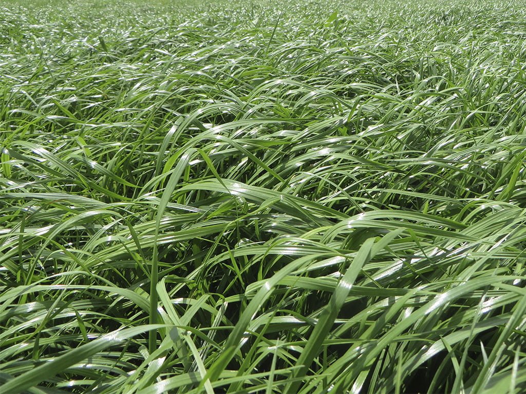 SEMILLA RYEGRASS IBEX