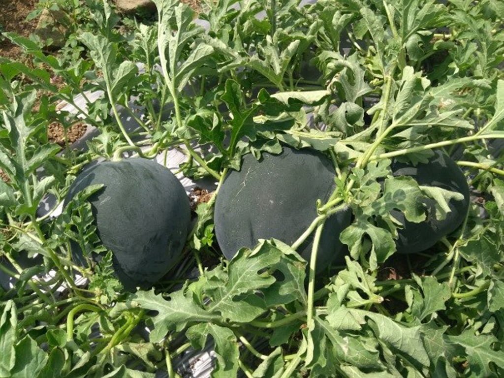 SEMILLA SANDIA GABRIELLA F1