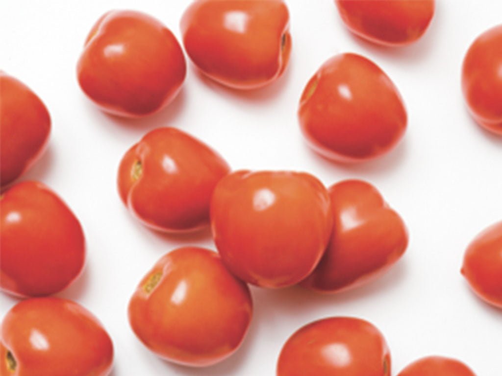 SEMILLA TOMATE BICENTENARIO F1