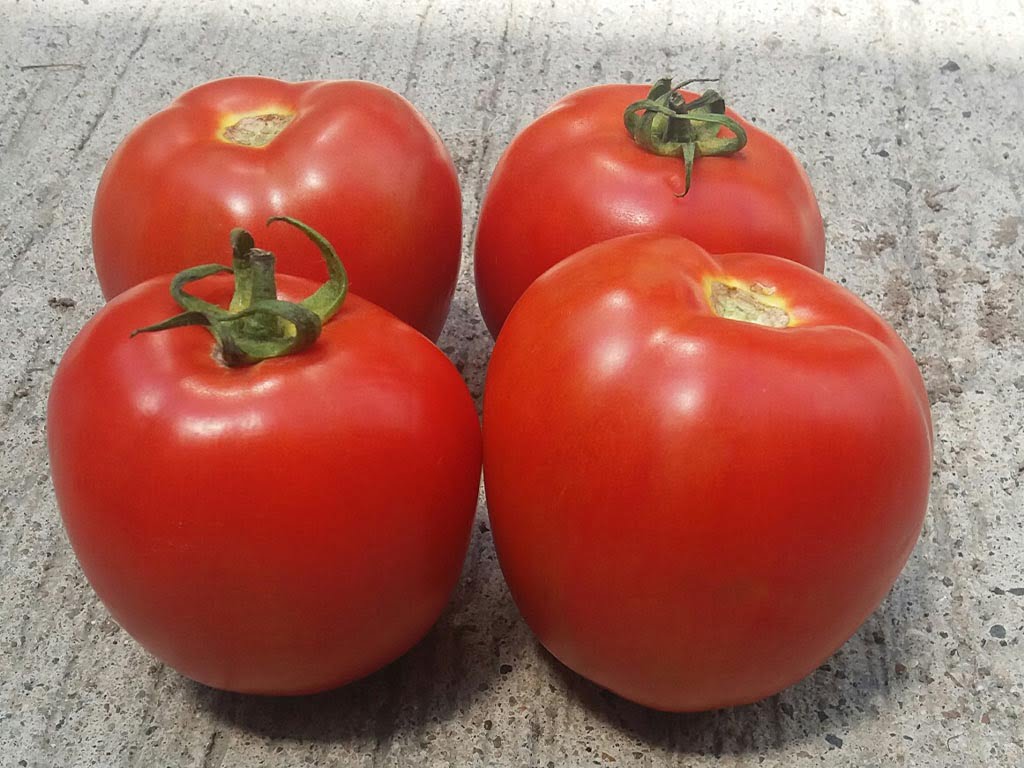 SEMILLA TOMATE DANTE F1