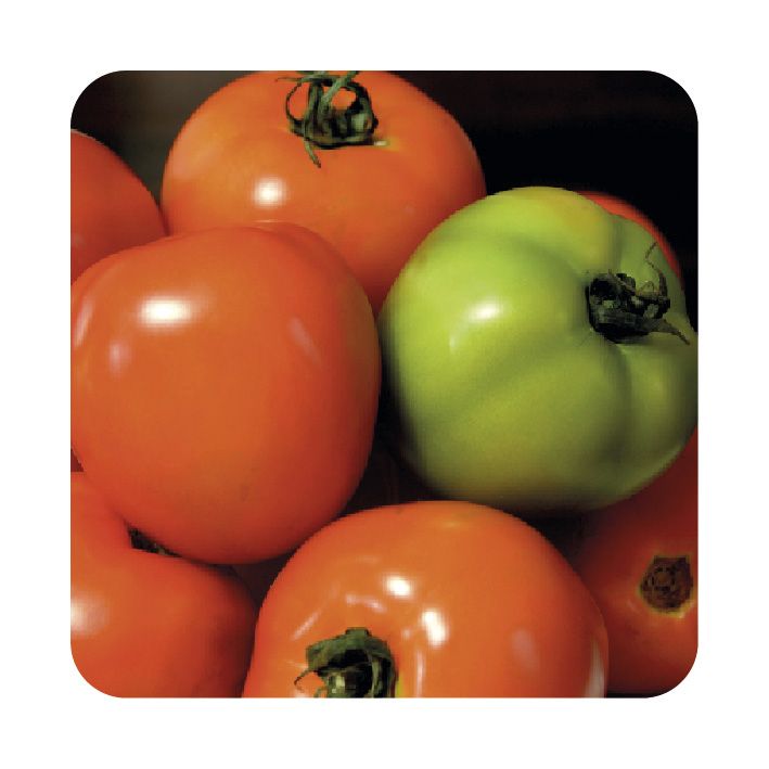 SEMILLA TOMATE CHONTO CALIMA