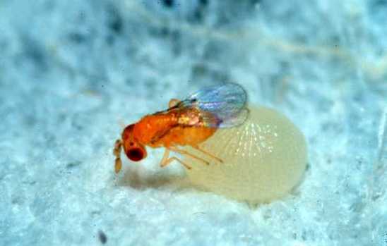 AVISPA PARASITOIDE TRICHOGRAMMA