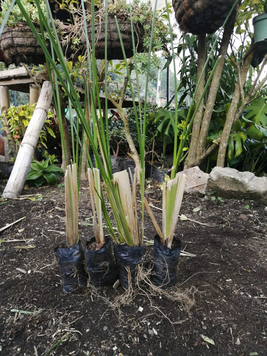 PASTO VETIVER ESTABILIZACIÓN DE TALUDES - Raíz desnuda