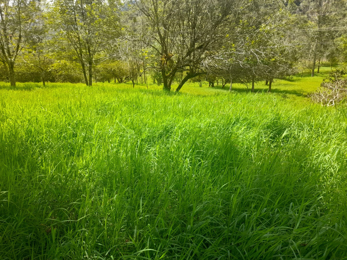 SEMILLA GAUCHO ESTRELLA