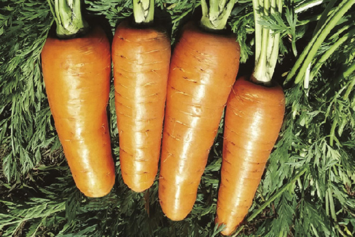 ZANAHORIA BOLIVAR F1