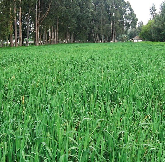 PASTO TITAN BLEND MILK