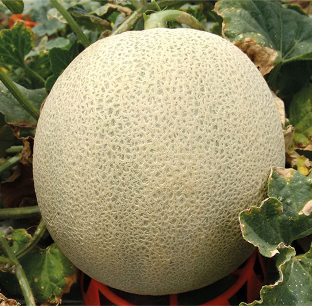 MELÓN CALYPSO