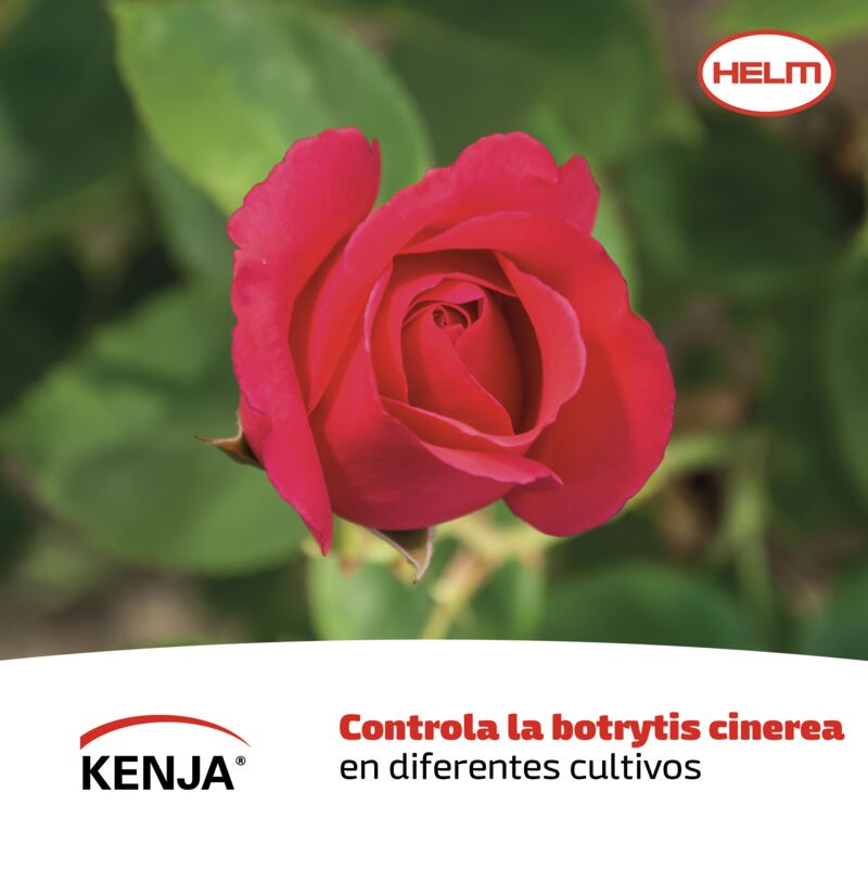 ISOFETAMID KENJA 400 SC