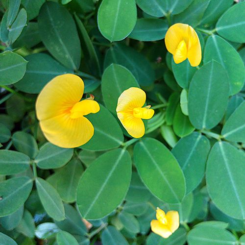 SEMILLA DE MANÍ FORRAJERO