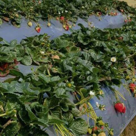 ACOLCHADO PLÁSTICO O MULCH