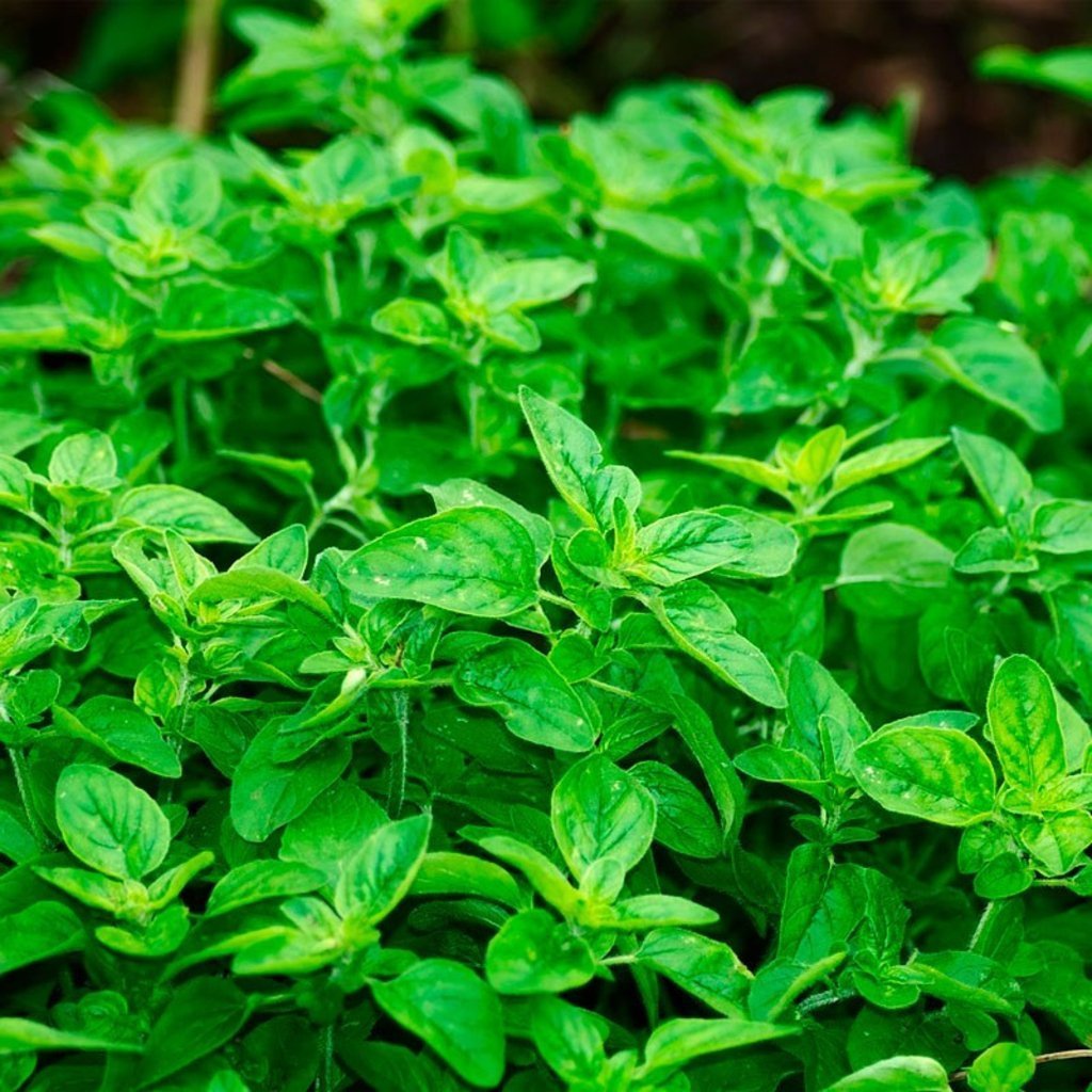 SEMILLAS DE ORÉGANO