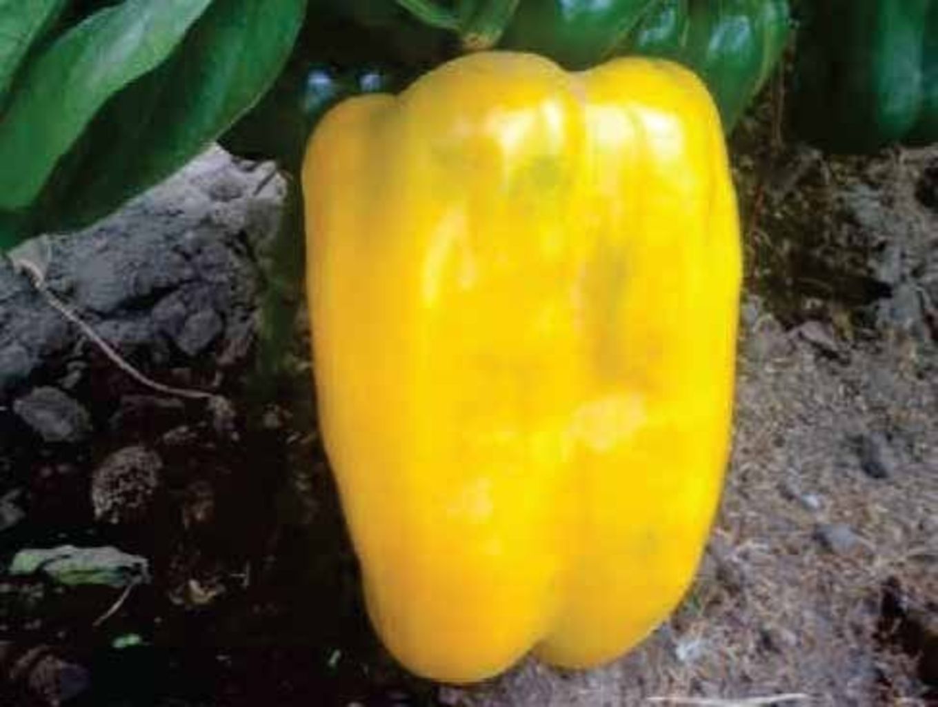 PIMENTÓN FAVOLOR F1