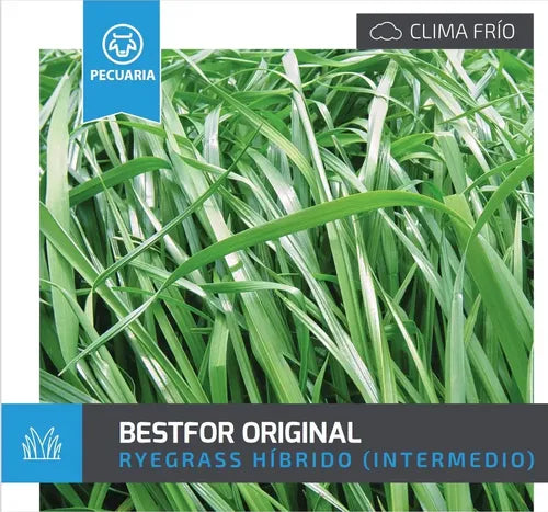 RYEGRASS BESTFOR ORIGINAL