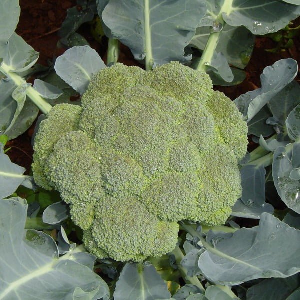 BROCOLI LEGACY
