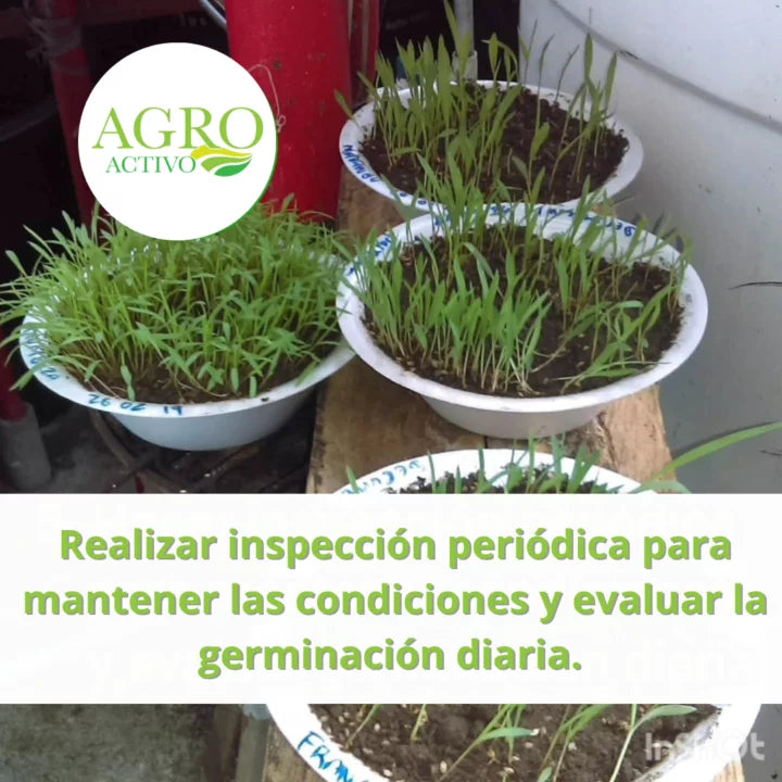 Prueba de germinación de semillas de pastos - sustrato húmedo