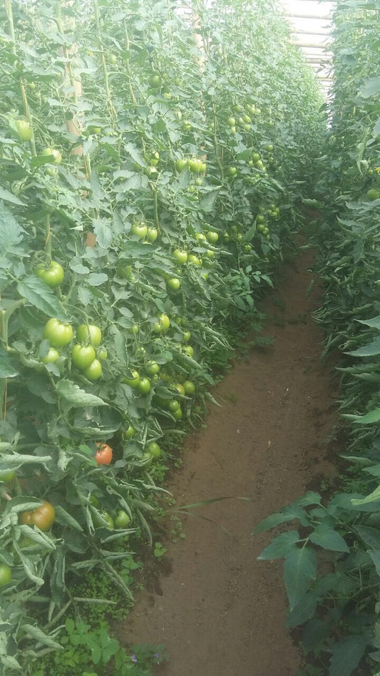 Tomate Roble bajo invernadero con aplicación de bioestimulantes agrícolas - Agroactivo
