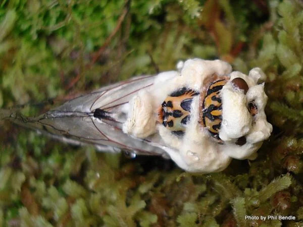 ENEMIGOS NATURALES, BIOLÓGICOS  Y  MICROBIOLÓGICOS DE LAS PLAGAS DE LOS CULTIVOS
