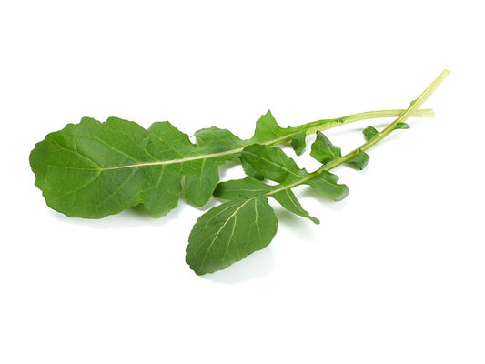 SEMILLA RÚGULA ROQUETTE