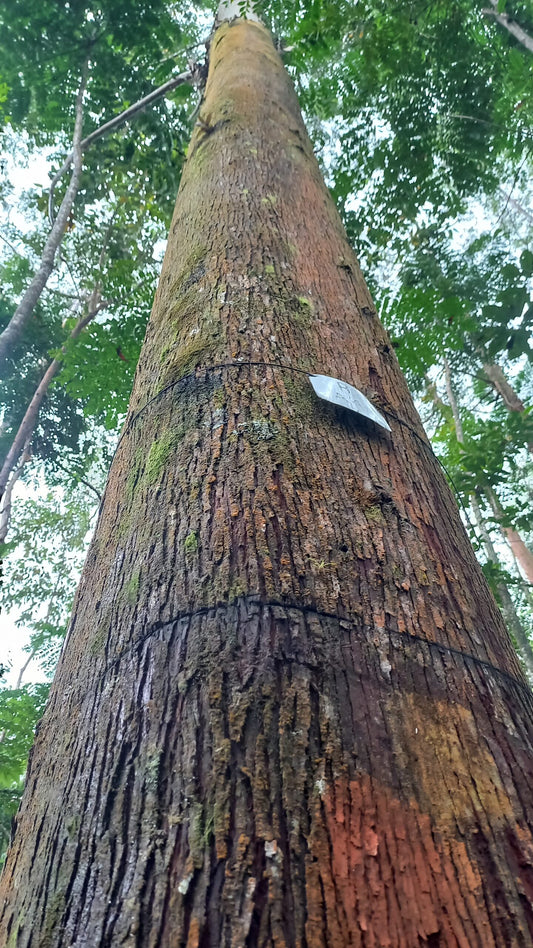 SEMILLA EUCALIPTO UROGRANDIS