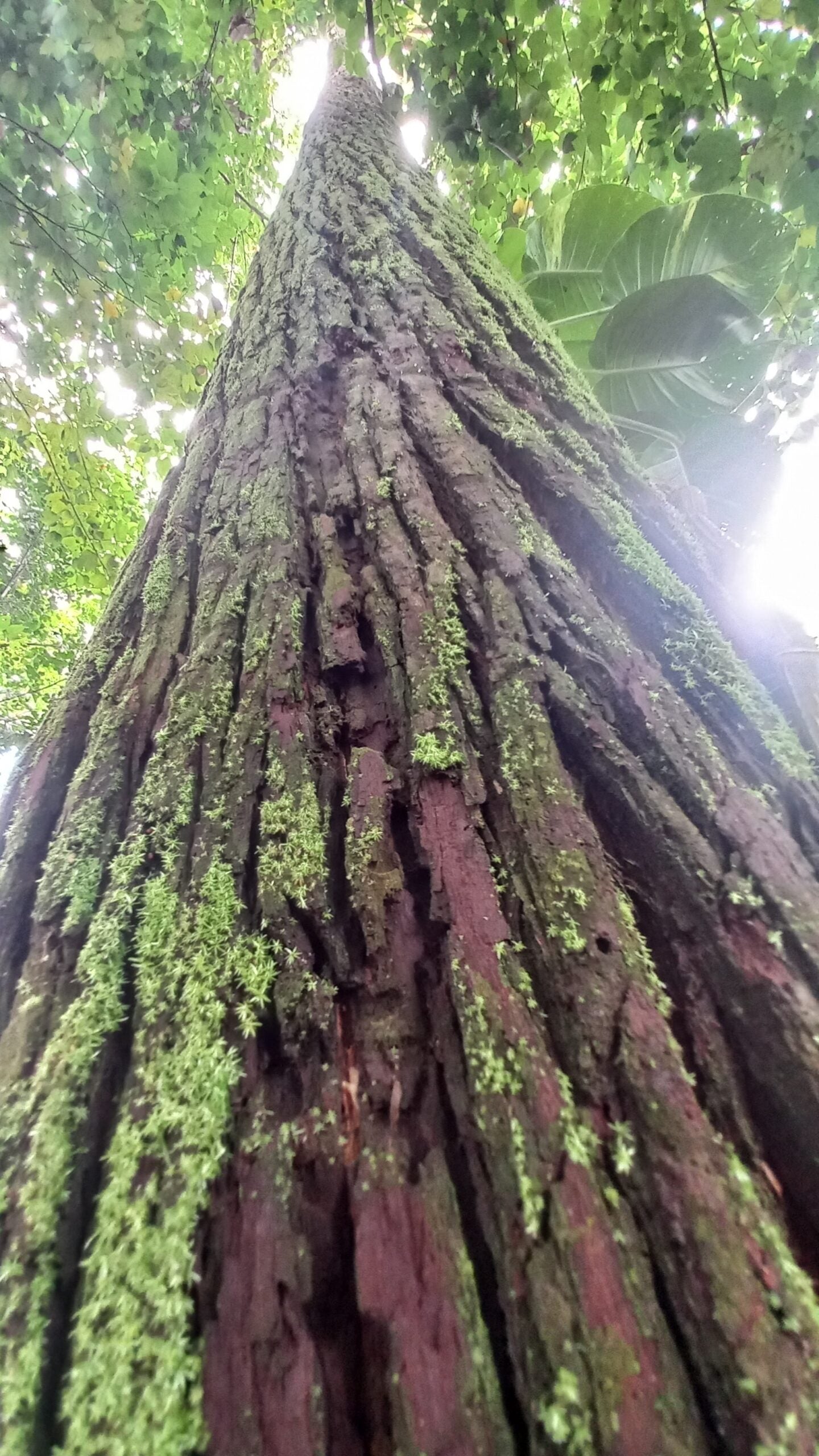 SEMILLA EUCALIPTO PELLITA- PAPUA NUEVA GUINEA