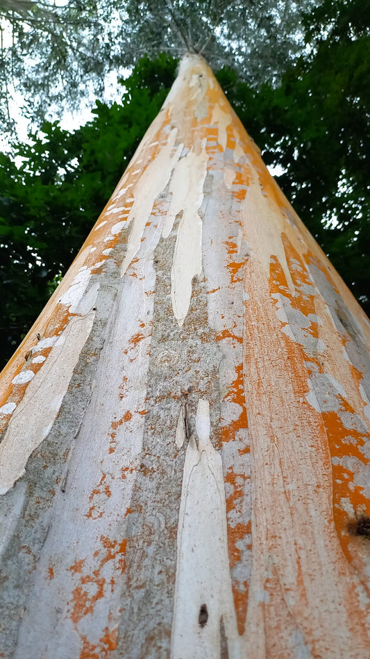 SEMILLA EUCALIPTO TERETICORNIS