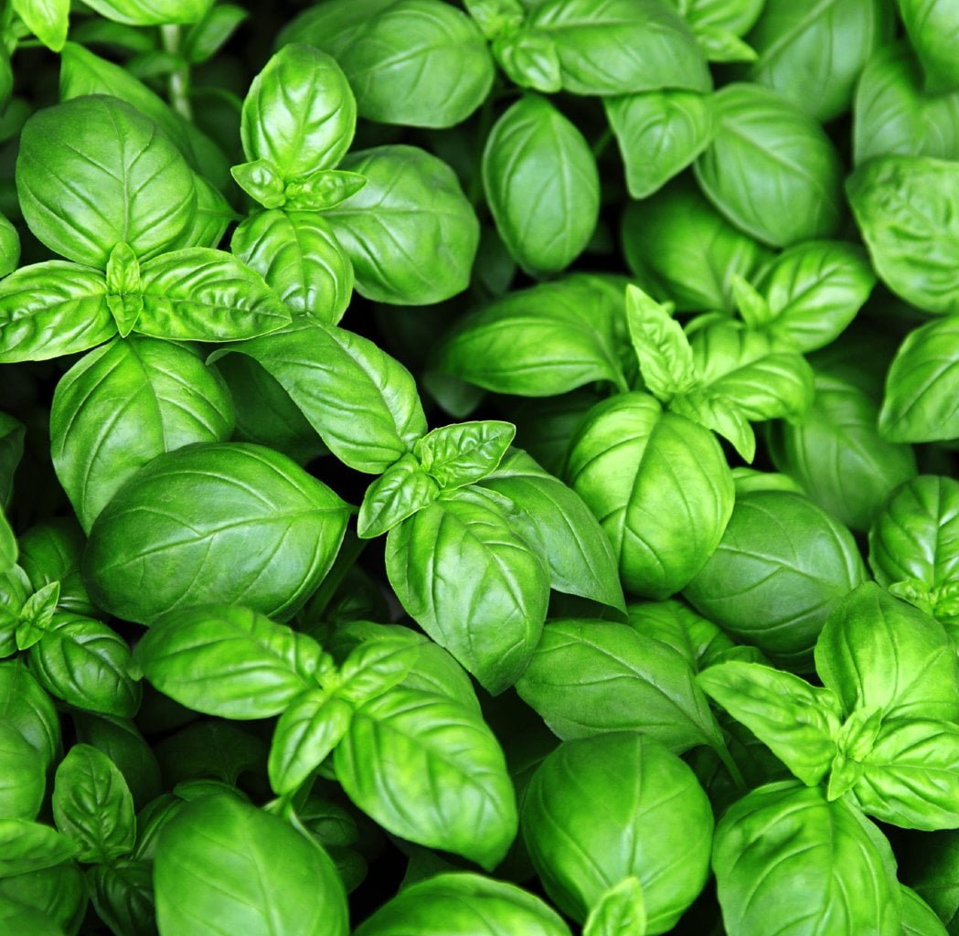 SEMILLAS DE ALBAHACA