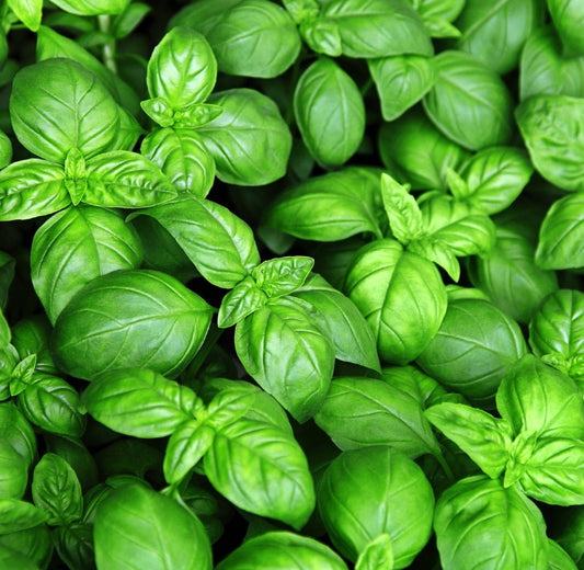 SEMILLAS DE ALBAHACA