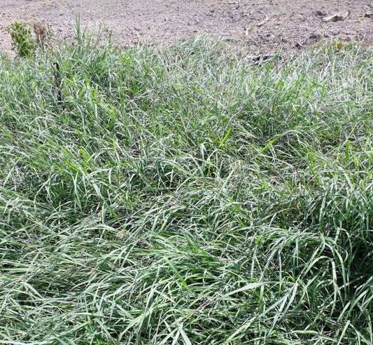 SEMILLA ANGLETÓN CLIMACUNA