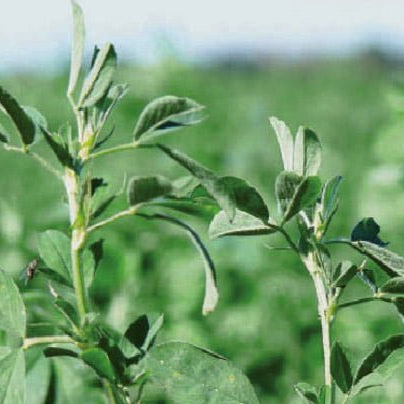 ALFALFA CUF 101 LEGUMINOSA